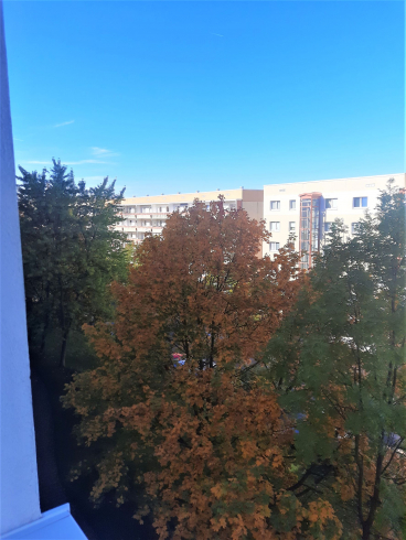 Lichtdurchflutete 5-Raumwohnung in zentraler Lage